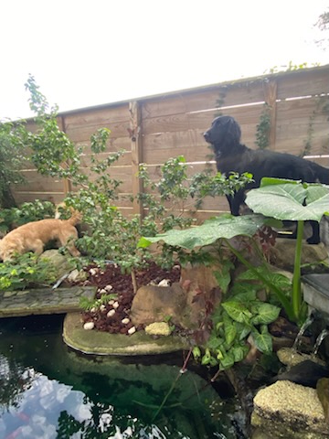 Water Feature Maintenance