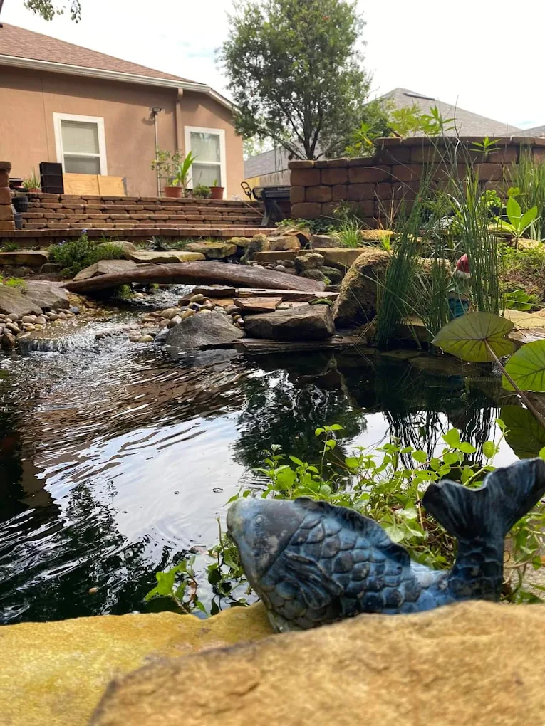 Koi pond
