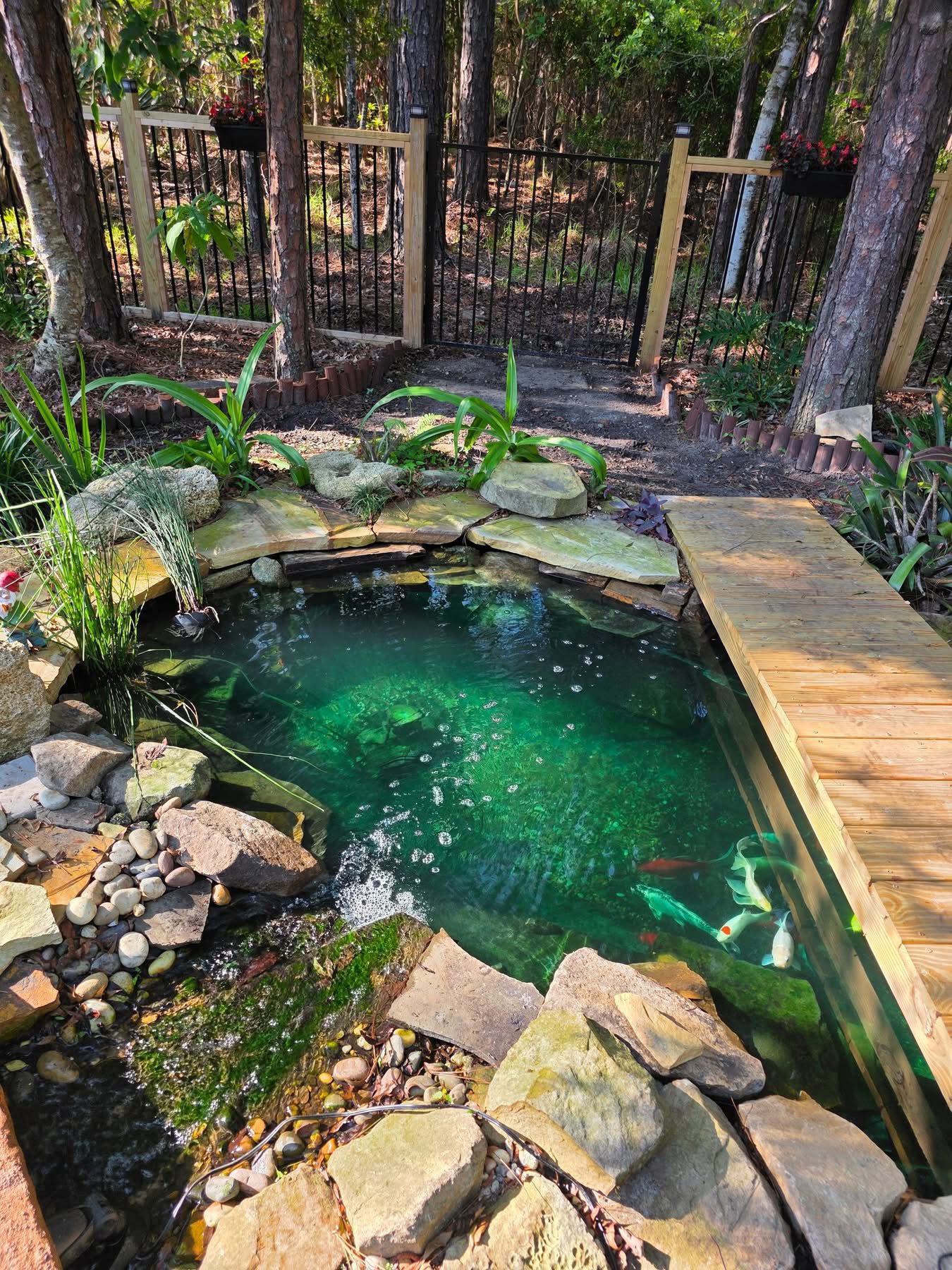 Koi fish pond