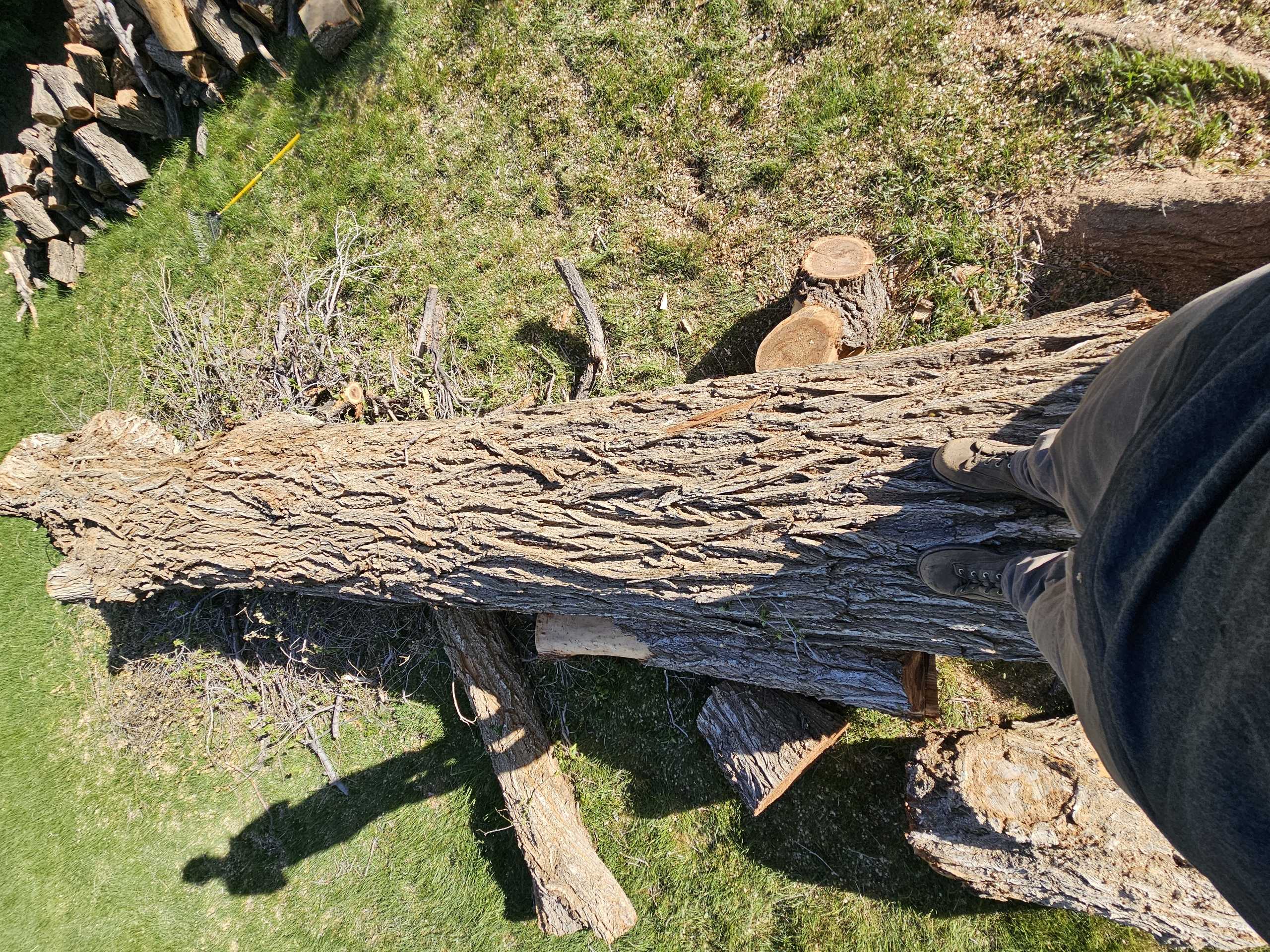 Tree Removal