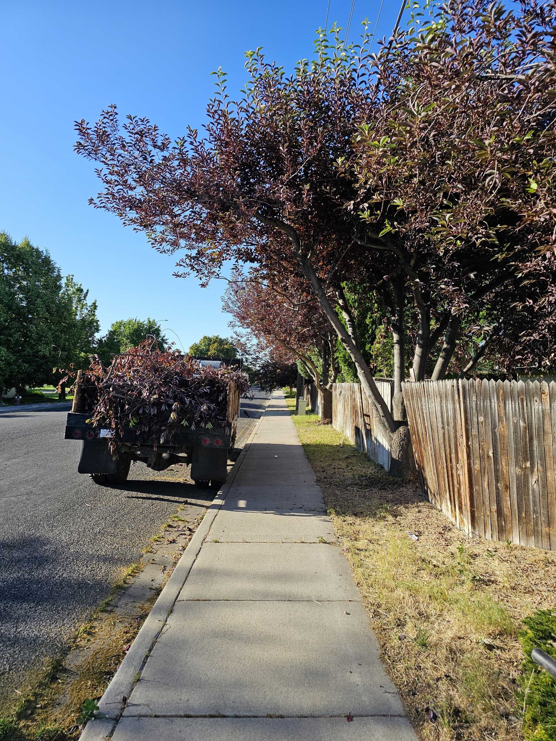 Tree Pruning